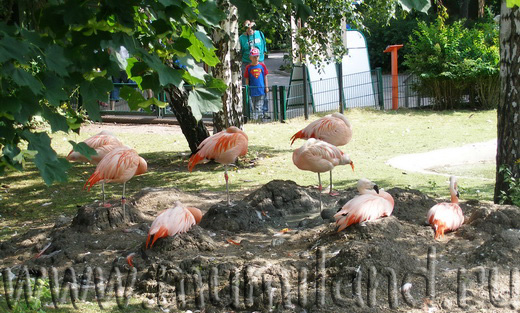 Розовые фламинго в Коркеасаари