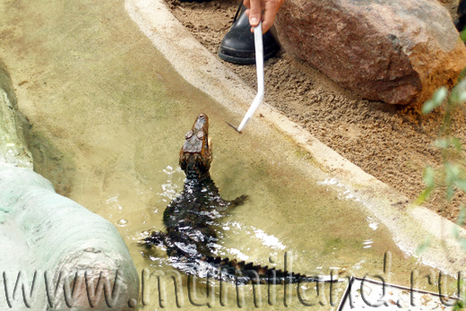 Кормление крокодильчика в зоопарке Коркеасаари