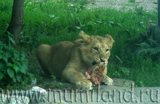 Львенок за обедом, Коркеасаари