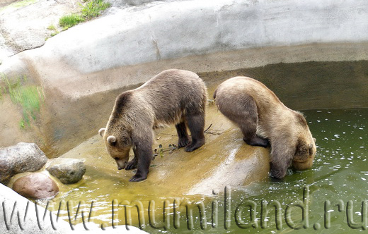 Медведи у воды, Коркеасаари