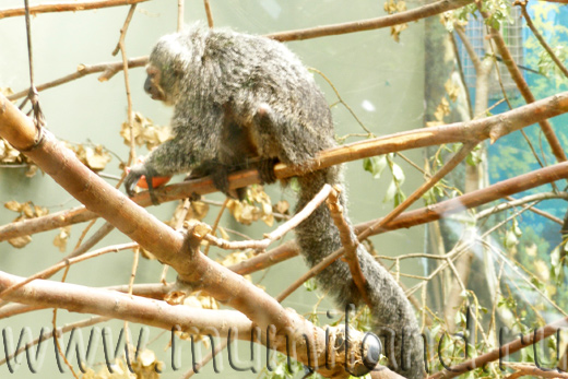 Приматы в зоопарке Коркеасаари