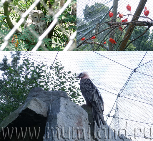 Птицы в зоопарке Коркеасаари